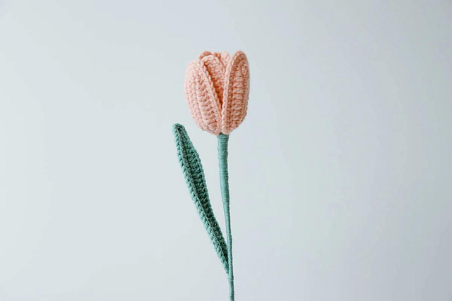 Tulip