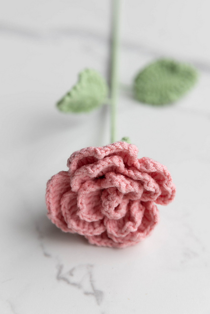 Cappuccino rose