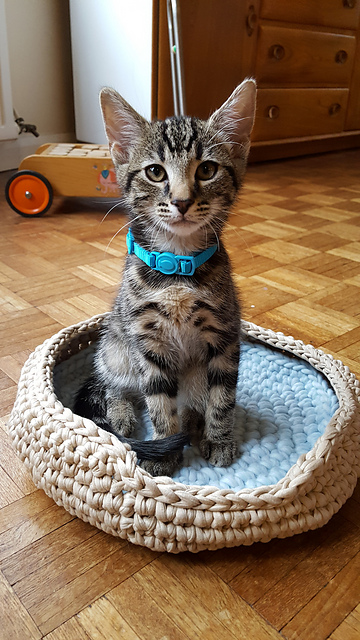Comfy cat basket