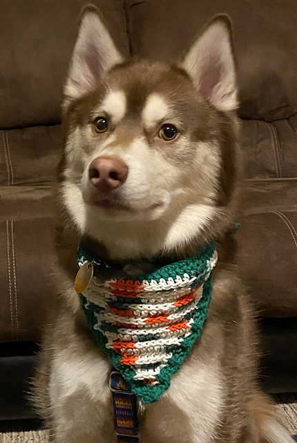Dapper Pupper Bandana