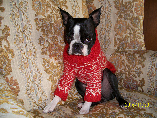 Dog Sweater