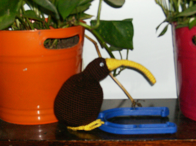 Kiwi bird