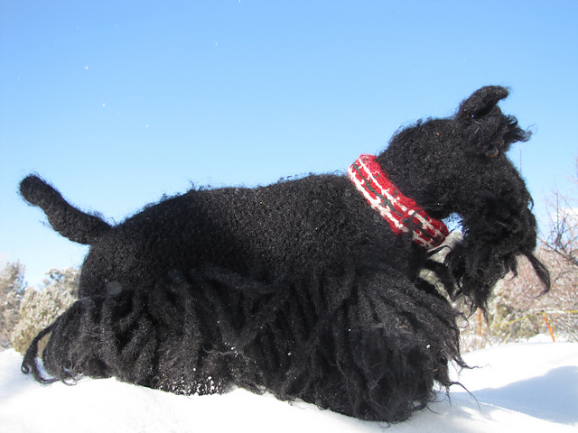 Angus the Scotty