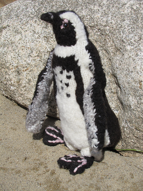 Maddy the African Penguin