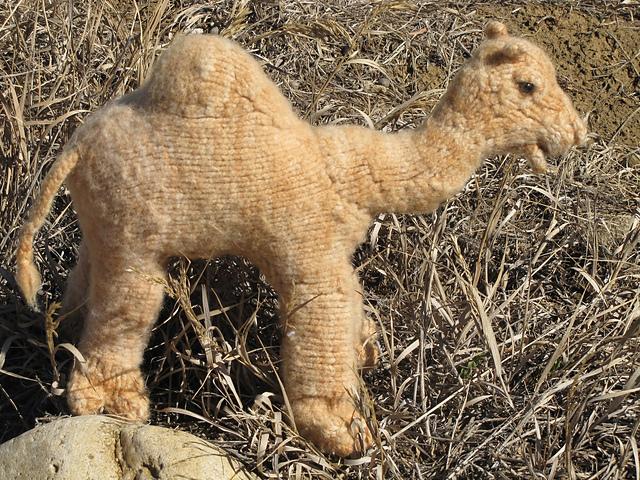Kareem the Camel