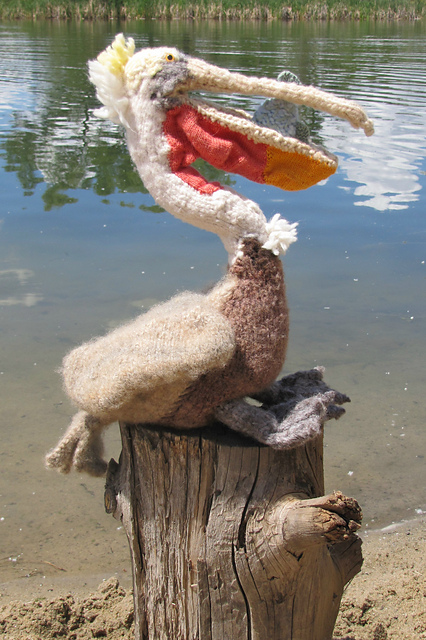 Bjorn the Brown Pelican