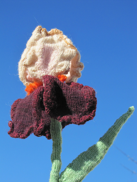 Maryann's Bearded Iris
