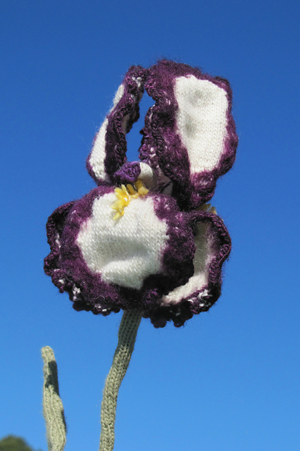 Peggy's Bearded Iris