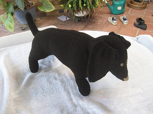 Cute Dachshund