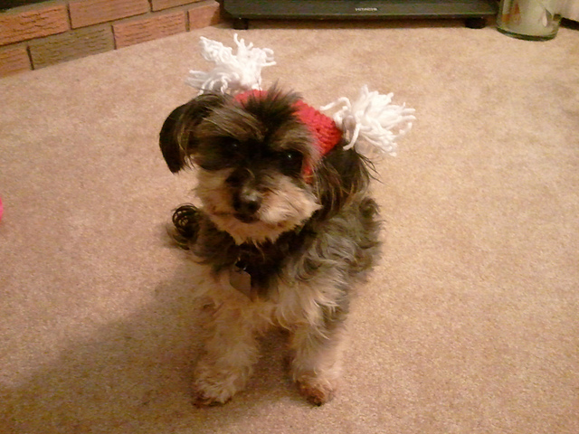 versatile hat for pets