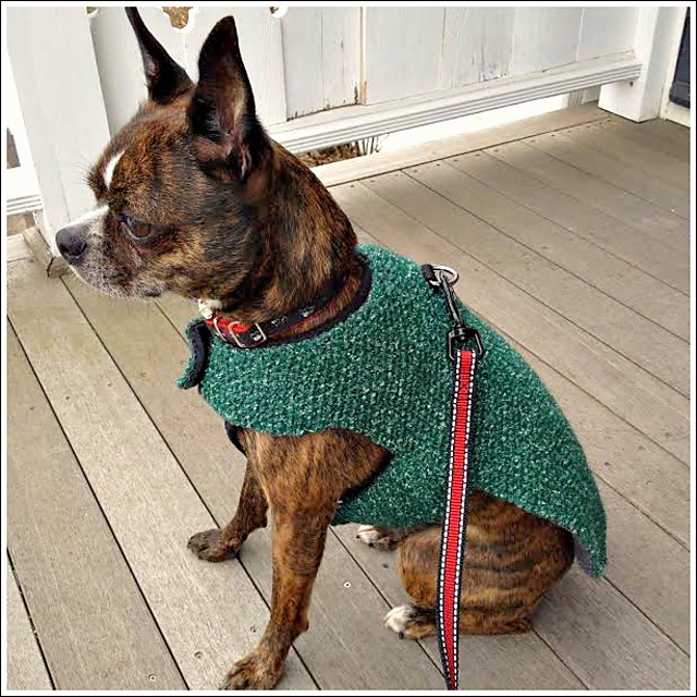 Give-A-Dog-A-Bone Coat