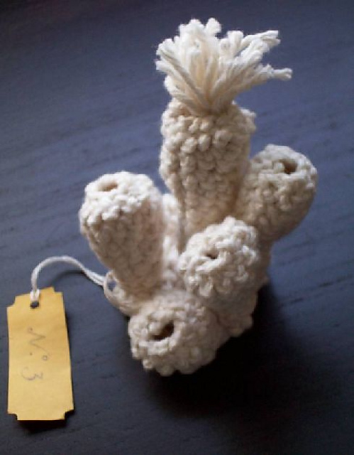 Blooming Coral