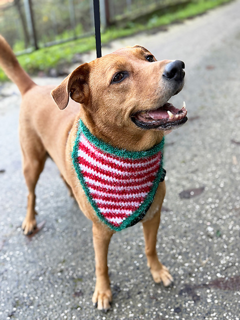 Elf Stripes Dog Bandana