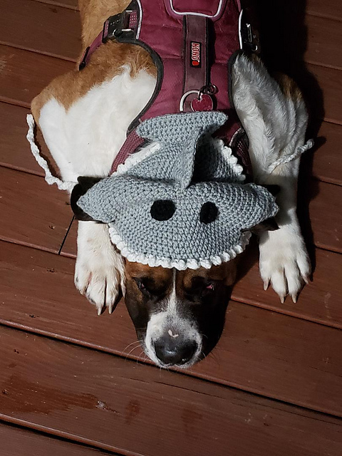 Big Dog Shark Hat