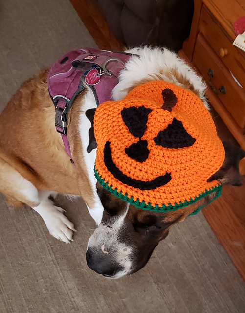 Big Dog Pumpkin Hat