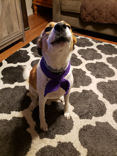 Keyhole Scarf for pets