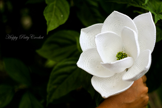 Magnolia Grandiflora Flower