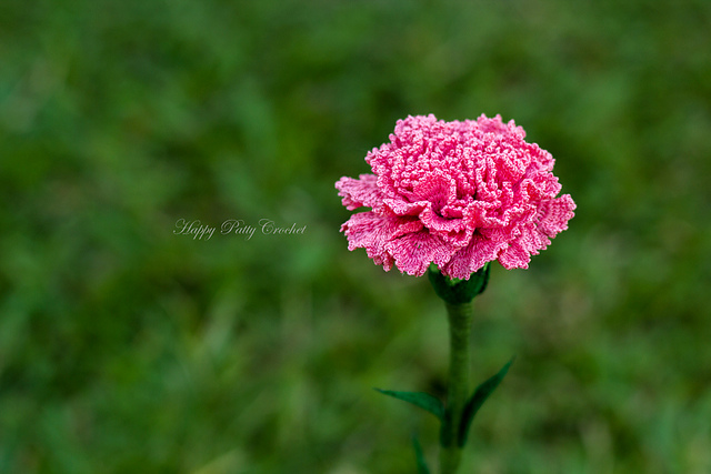 Carnation Flower