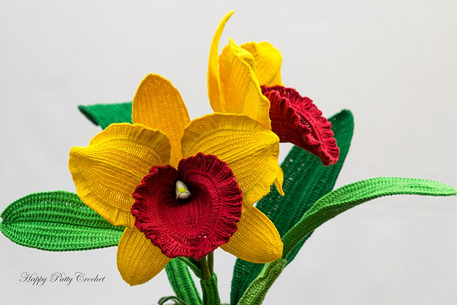 Orchid, Cattleya