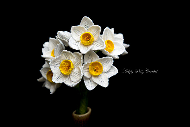 Miniature Daffodil / Narcissus