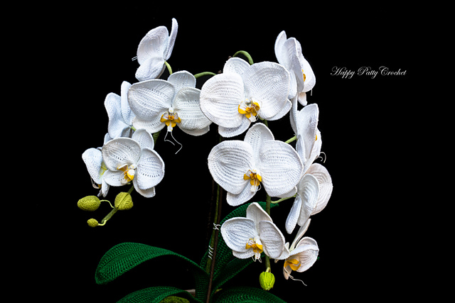 Orchid, Moth (Phal)