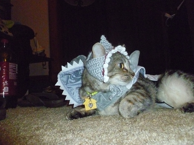 Shark Attack