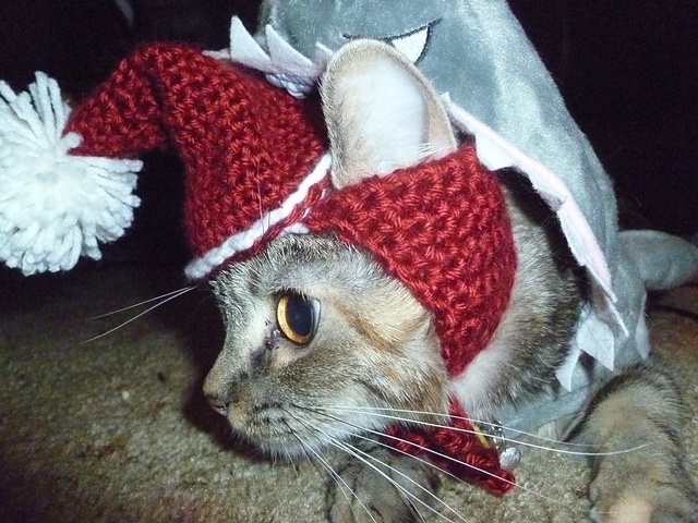 Santa Paws