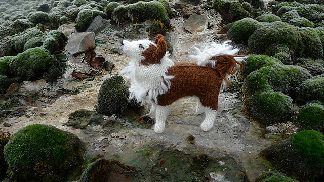 Smali Icelandic Sheep Dog