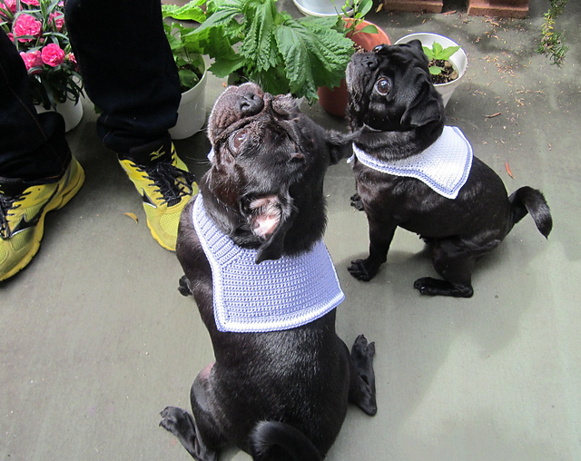 Neck Cooler for Dogs