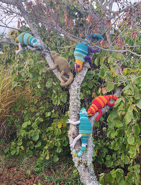 Tempurature Chameleon