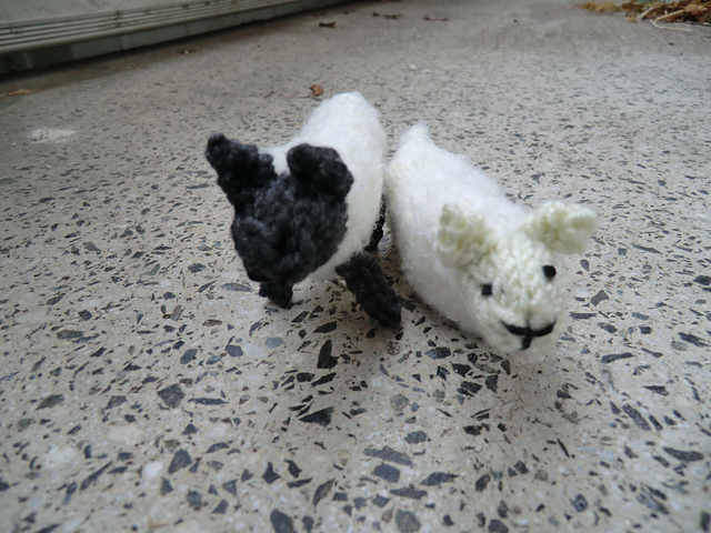 Sheep / Schafe