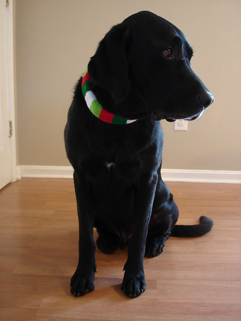 Festive Dog Collar Sleeve