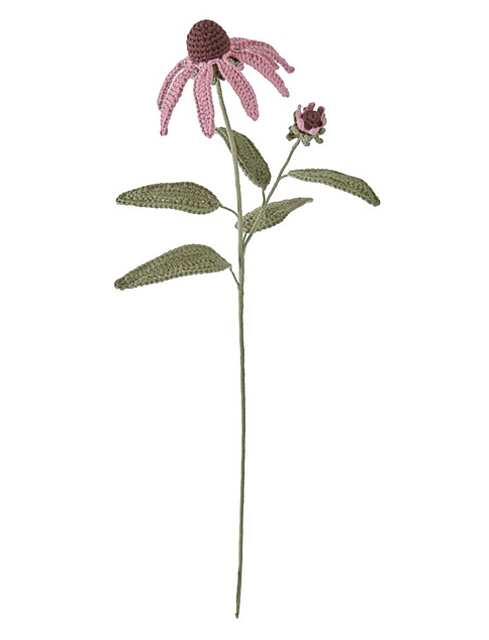 Echinacea