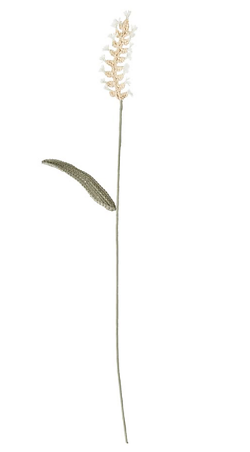 Crested Dogs-Tail Grass