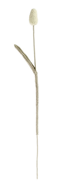 Hare's Tail Grass