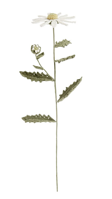 Ox-Eye Daisy