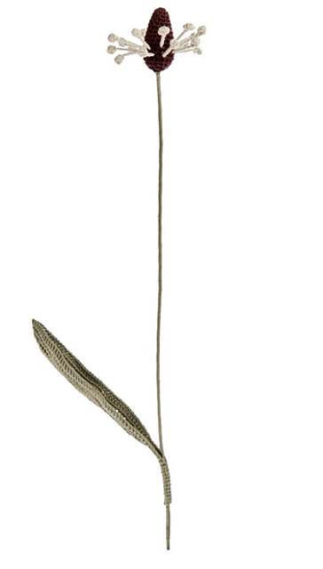 Ribwort Plantain