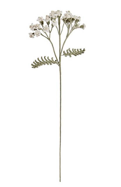 Yarrow