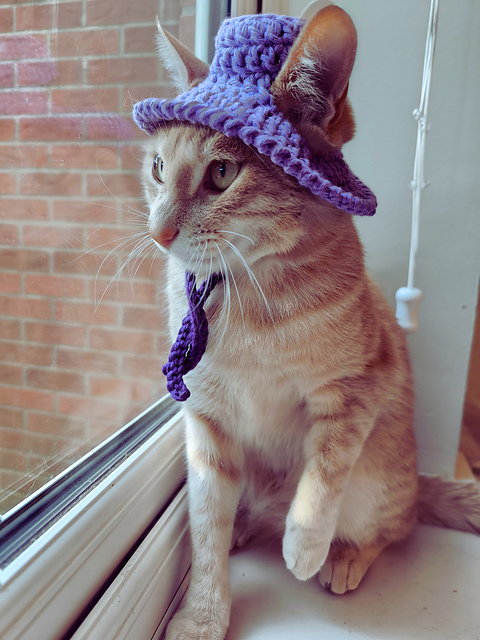 Knit Hat Cat Headwear Cozy Cat Ear Hats For Humans