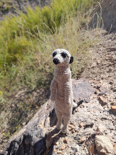 Meerkat