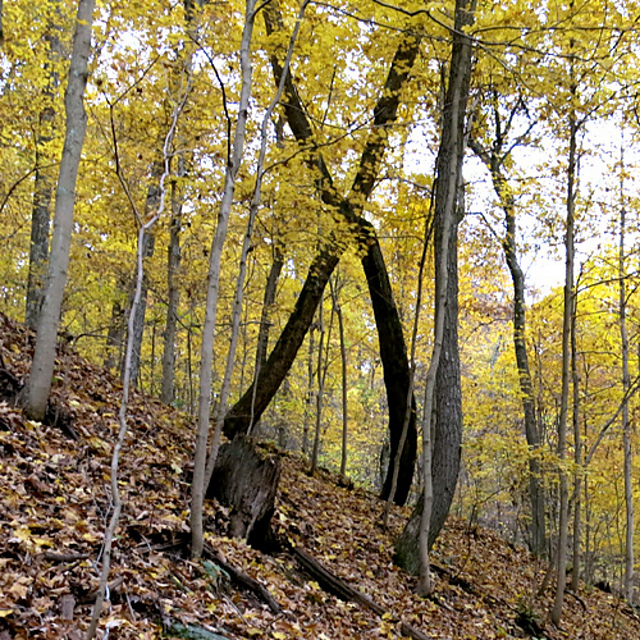 Quercus Prinus