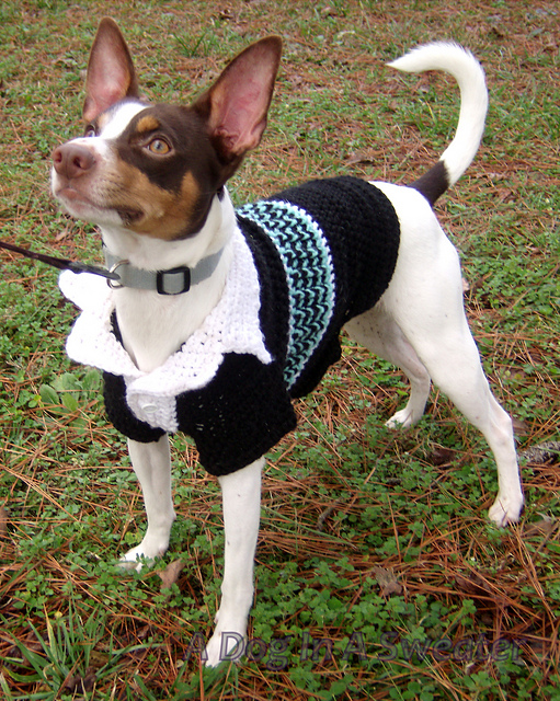 Polo Sweater