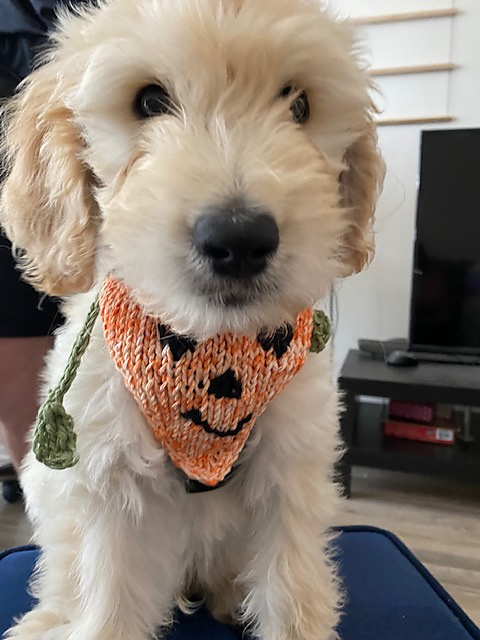 Arthur & Friends Pet Bandana