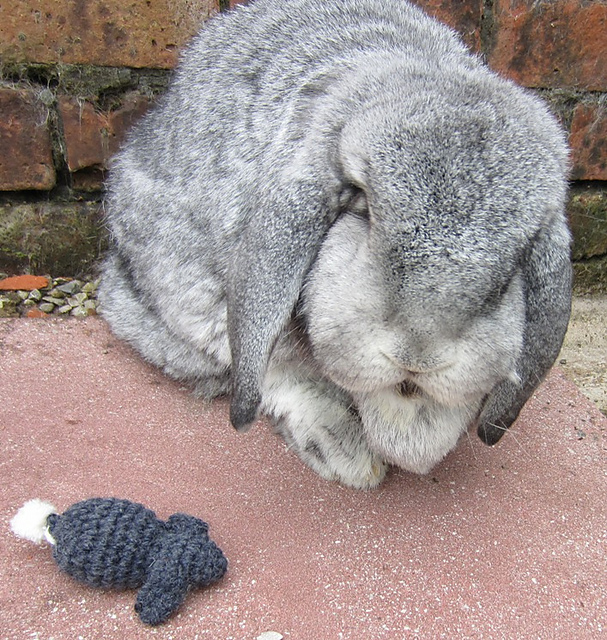 My Flopsy Bunny