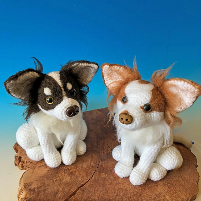 Chihuahua, Hund sitzend