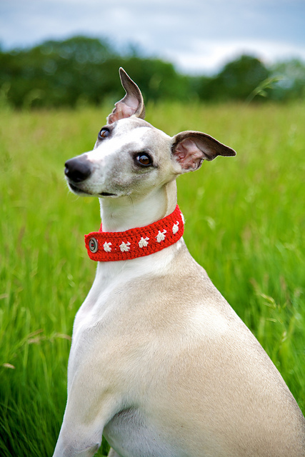 Dog collar
