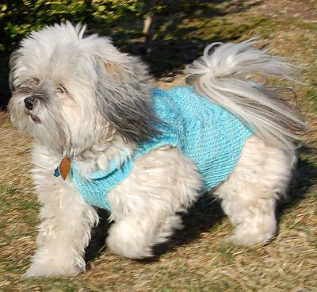 Happy Puppy Sweater