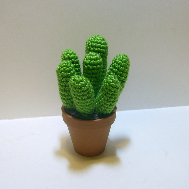7 Stalk Cactus