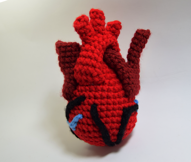 Anatomical Heart