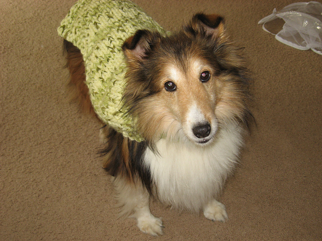 Comfy Canine Sweater